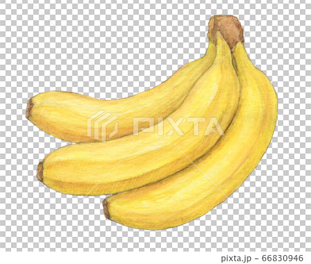 房バナナ 手描き 水彩のイラスト素材