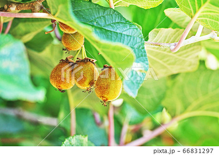 小さなキウイフルーツの実 66831297