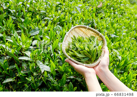 手摘みした茶葉を持つ女性の手　新茶　一番茶　春　宇治茶　京都府和束町 66831498