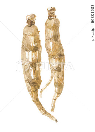 人参　オタネニンジンの根 66831683