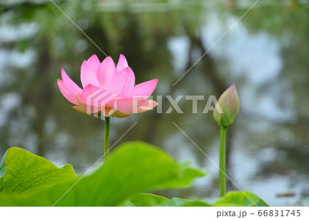 ハス花ピンク 66831745