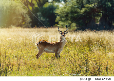southern lechwe in Okavango, Botswana, Africa 66832456