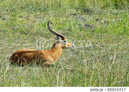 southern lechwe in Okavango, Botswana, Africa southern lechwe in Okavango, Botswana, Africa 66832457