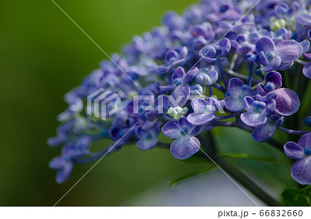 ウズアジサイ 66832660