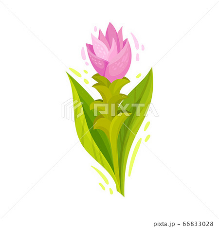 Flowering Plant of Turmeric with Green Leaves and Stem Vector Illustration 66833028