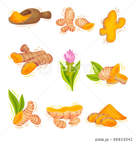 Turmeric Plant with Root and Powder in Bowl Vector Set 66833042