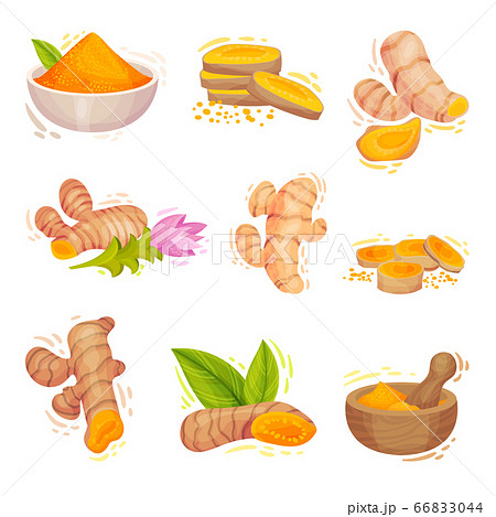 Turmeric Plant with Root and Powder in Bowl Vector Set 66833044