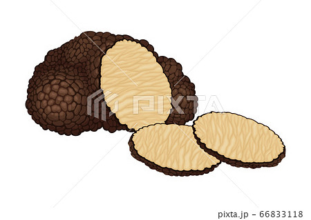 Truffle and Thin Slices as Subterranean Ascomycete Fungus Vector Illustration Truffle and Thin Slices as Subterranean Ascomycete Fungus Vector Illustration 66833118