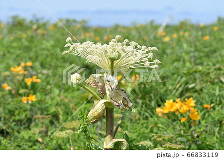 白い大きなエゾニュウの花 背景緑の野草と黄色いエゾカンゾウと青い空 北海道北部 の写真素材