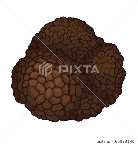 Whole Truffle as Fruiting Body of Subterranean Ascomycete Fungus Vector Illustration 66833140