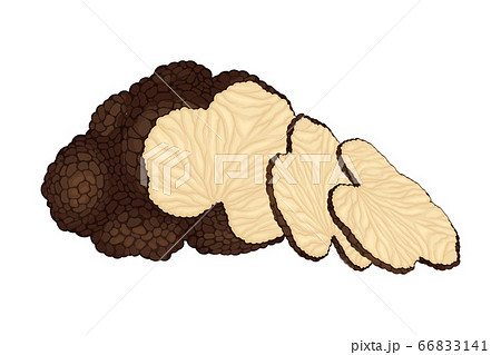 Thin Slices of Truffle Subterranean Fungus Vector Illustration Thin Slices of Truffle Subterranean Fungus Vector Illustration 66833141