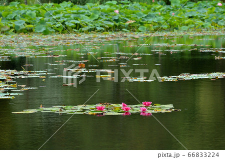 スイレン咲く スイレン咲く 66833224