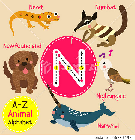 Letter N tracing English vocabulary flashcard vector illustration. Letter N tracing English vocabulary flashcard vector illustration. 66833497