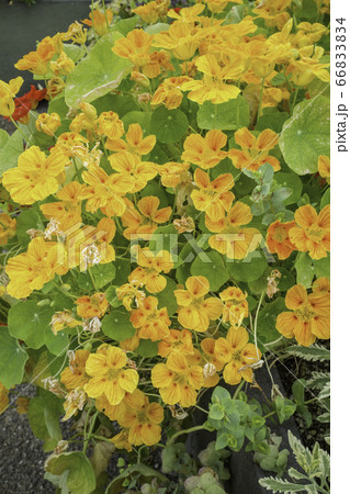 満開のキンレンカ（金蓮花）（6月） 66833834