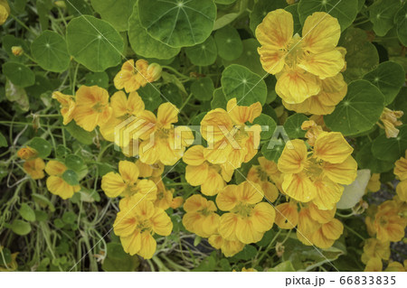 満開のキンレンカ(金蓮花)(6月) 満開のキンレンカ(金蓮花)(6月) 66833835