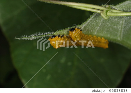 生き物　昆虫　チャイロハバチ、幼虫です。仲良く並んで食事中 66833853