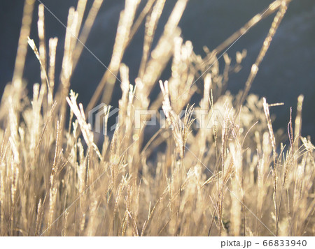 ススキ 66833940