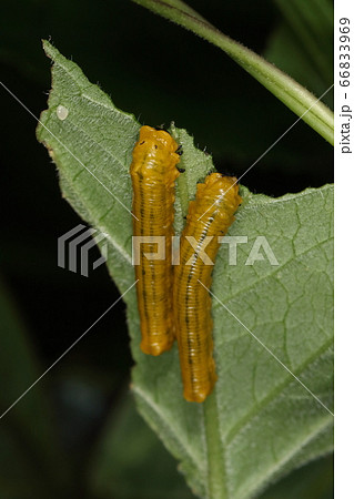 生き物　昆虫　チャイロハバチ、幼虫です。デコボコシワシワ。色だけは鮮やか。食草はヘクソカズラ 66833969
