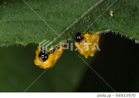 生き物　昆虫　チャイロハバチ、幼虫です。初夏の散歩道、生垣に生えたヘクソカズラで見つけました 66833970