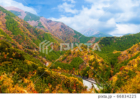 Beautiful colorful mountain in autumn season, pine tree forest in nature landscape 66834225