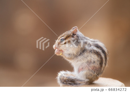 シマリス 66834272