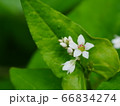 蕎麦の花とツボミ 66834274