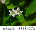 蕎麦の花のアップ② 66834278