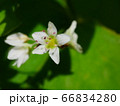蕎麦の花のアップ① 66834280