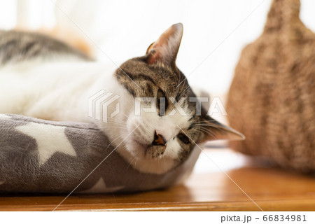 眠そうな猫　　キジトラ猫 66834981