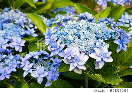 紫陽花 66835195