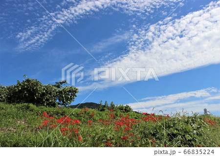 秋の空青空高く曼珠沙華 秋の空青空高く曼珠沙華 66835224