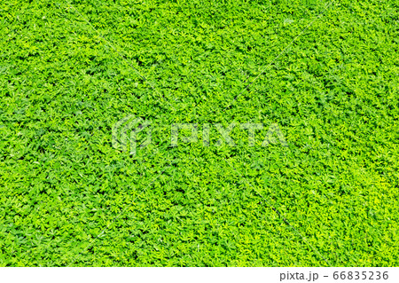 フル 自然 植物 66835236