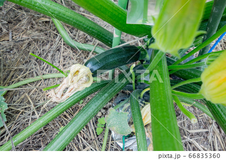 家庭菜園におけるズッキーニの栽培 家庭菜園におけるズッキーニの栽培 66835360