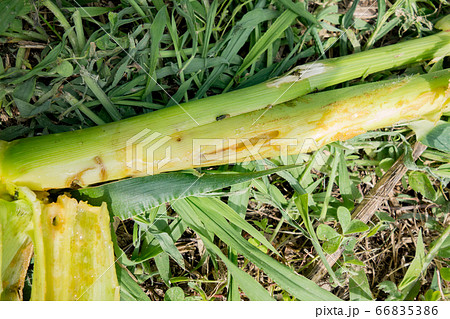 家庭菜園におけるトウモロコシの栽培 害虫に食われた茎の写真素材