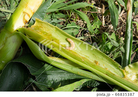 家庭菜園におけるトウモロコシの栽培 害虫に食われた茎の写真素材
