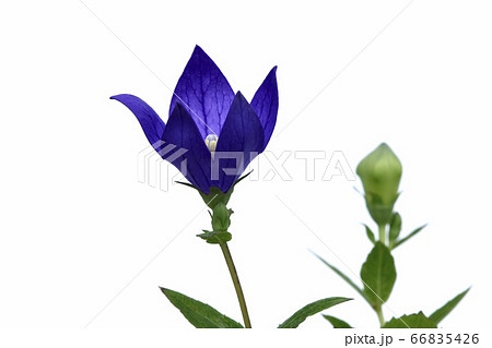 桔梗の花 　秋の七草のひとつ　（fix撮影） 66835426