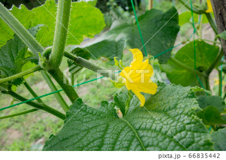 家庭菜園におけるキュウリの栽培 キュウリの花の写真素材