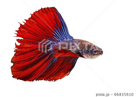 Siamese fighting fish,Betta splendens,red fish on a white background, Halfmoon Betta, with clipping path Siamese fighting fish,Betta splendens,red fish on a white background, Halfmoon Betta, with clipping path 66835610