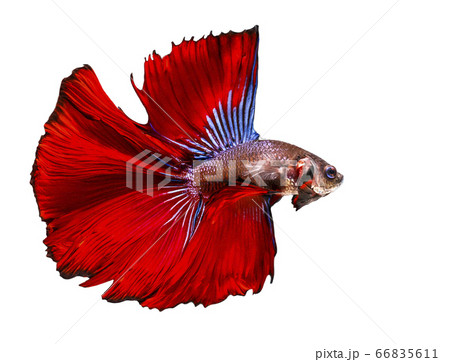 Siamese fighting fish,Betta splendens,red fish on a white background, Halfmoon Betta, with clipping path 66835611
