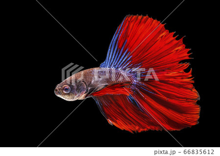 Siamese fighting fish,Betta splendens,red fish on a black background, Halfmoon Betta, with clipping path Siamese fighting fish,Betta splendens,red fish on a black background, Halfmoon Betta, with clipping path 66835612