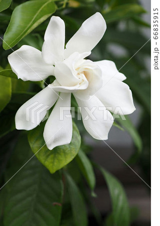 クチナシの花 66835915