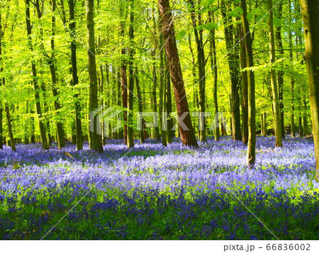 妖精の森　ブルーベル01 66836002