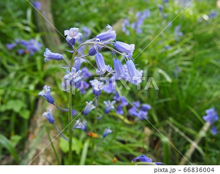 ブルーベルの花 Bluebelle01の写真素材