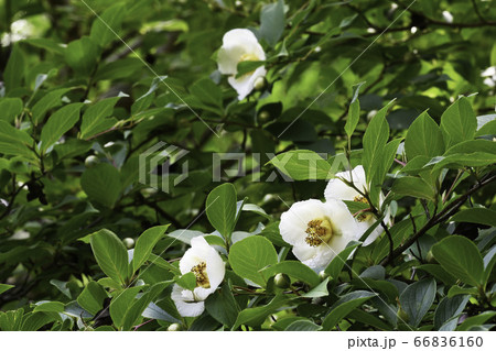 沙羅双樹の花 2 3の写真素材