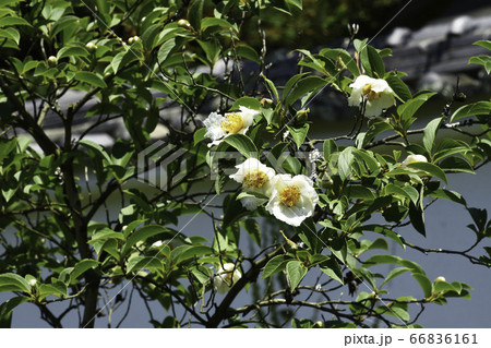 沙羅双樹の花 3 3の写真素材