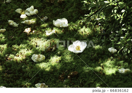 沙羅双樹「落ちて、なお沙羅」 沙羅双樹「落ちて、なお沙羅」 66836162