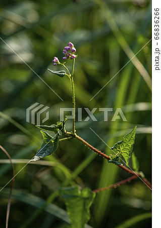 野花 ウアリ 萩の花 66836266