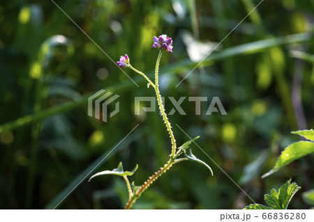 野花 ウアリ 萩の花 66836280