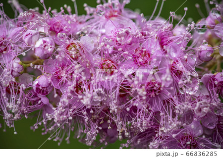 野花 ウアリ 萩の花 66836285