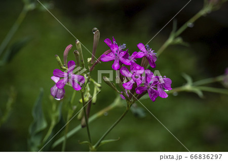 野花 ウアリ 萩の花 66836297